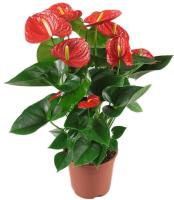 Anthurium Plant