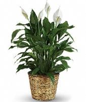 Spathiphyllum Plant