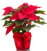 Poinsettia Plant