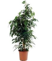 Ficus Benjamina