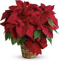 Poinsettia Basket