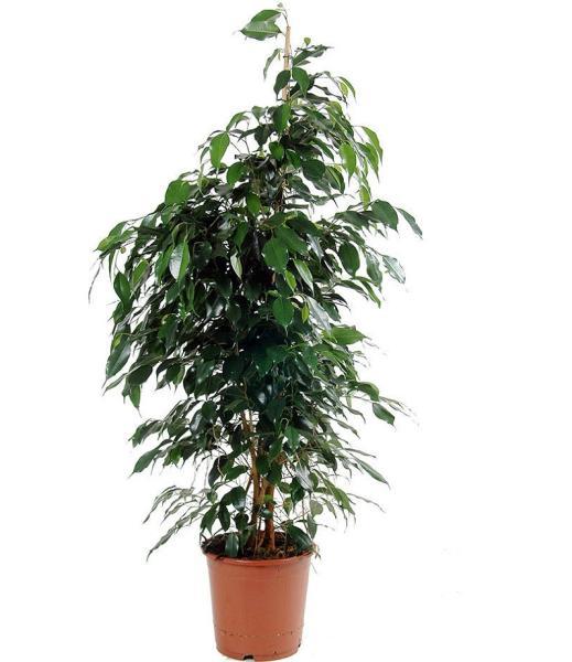 Ficus Benjamina