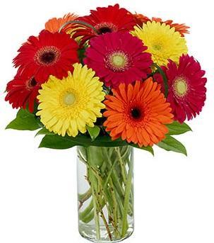 Gerbera Daisies